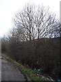 Hedgerow near Starr Carr Farm