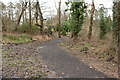 Woodland Path to Loudoun House