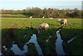 Sheep near Wayland