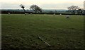 Sheep near Fursdon