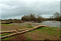 NY3953 : Flood Debris By The River Caldew by Mary and Angus Hogg