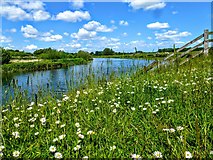 TA0646 : Daisies on the bank of the River Hull, Linley Hill by Jeremy