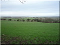 Grazing near Folkton Manor