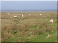 NY3261 : Burgh Marsh and the Solway Firth by Oliver Dixon