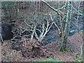 NH9754 : Fallen Trees by valenta