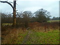 Footpath with plank bridge goes north from Broadbridge Heath