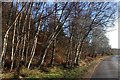 Roadside birches by the A93 at Cambus o