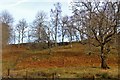 Open woodland grazing in Strath Ardle