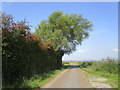 Hawthorn and willow alongside Pill Road