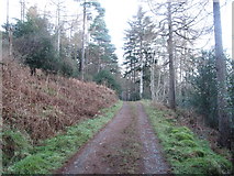 J3729 : View north along a forest road in Donard Wood by Eric Jones