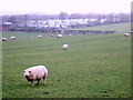 Grazing near Muston Grange