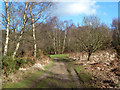 Path, Ludshott Common