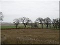 Stubble, Aberlemno