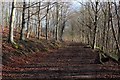 Bridleway in Lake Plantation