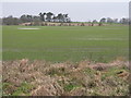 Winter cereals at Crossford