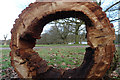 TQ3094 : Grovelands Park - Tree stump by John Salmon