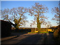 Trees at the end of Newbold Way, Kinoulton