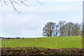 Sheep on Picketts Hill