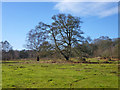 Trees on Shortheath Common