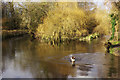 River Gade, Cassiobury Park