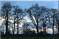 SU6478 : Hedgerow trees, blue light by Edmund Shaw