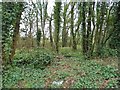 Woods by Reigate Road, Sidlow