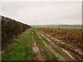 SE9662 : Field  edge  track  and  maize  game  bird  cover by Martin Dawes