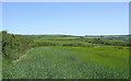 Pasture north of Hartland in Devon