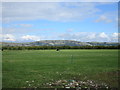 Resting cow and the Mendip Hills