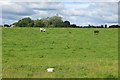 Cattle, Fergushill