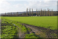 Field near Tongham