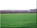 Young crop field, New Town