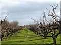 An old orchard on Dully Road