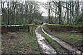 Track over the Old Railway Bridge, Culzean