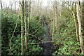 Old Railway Bed, Culzean