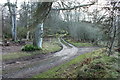 Woodland Track, Culzean