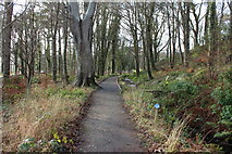 NS2209 : Path to the Swan Pond, Culzean Country Park by Billy McCrorie
