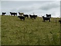 Cattle near Dunscore