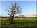 Pasture land in early February, Osterley Park Farm