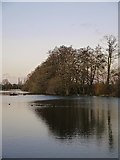TQ1478 : Alders by the lake, Osterley Park, early February by Stefan Czapski