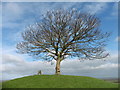 Lone tree on top of Burrow hill