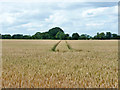 TL6203 : Wheat field by Robin Webster