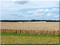 Wheat field west of Mountnessing Road