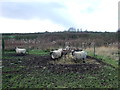 TA1555 : Sheep grazing, Dringhoe Grange by JThomas