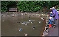 SX8963 : Feeding the ducks, Cockington by Derek Harper