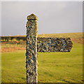 Lichen-laden sign