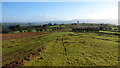 On Brechfa Common, 1