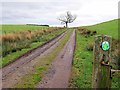 NY8574 : Track south of Allgood Farm by Andrew Curtis