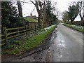 Snowdrops a plenty at Hallington