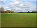 TL8922 : Field of wheat (probably) by Robin Webster